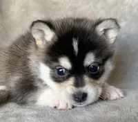 Handsome 2# Toy ~ Pebble!!!, a male Alaskan Klee Kai for sale in Sarcoxie, MO – Photo 5 of 7
