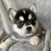 Handsome 2# Toy ~ Pebble!!!, a male Alaskan Klee Kai for sale in Sarcoxie, MO – Photo 1 of 7
