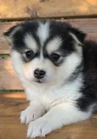 Sweetest Girl~~Charise!, a female Alaskan Klee Kai for sale in Sarcoxie, MO – 3 of 10