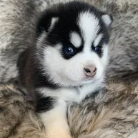 Perfect Blue Eyed SANCHO!, a male Alaskan Klee Kai for sale in Sarcoxie, MO – Photo 6 of 10