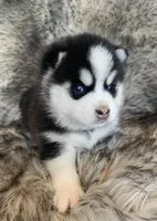 Perfect Blue Eyed SANCHO!, a male Alaskan Klee Kai for sale in Sarcoxie, MO – Photo 6 of 10