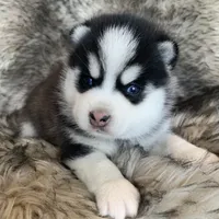 Perfect Blue Eyed SANCHO!, a male Alaskan Klee Kai for sale in Sarcoxie, MO – Photo 3 of 10