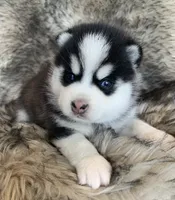 Perfect Blue Eyed SANCHO!, a male Alaskan Klee Kai for sale in Sarcoxie, MO – Photo 3 of 10