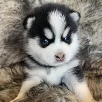 Perfect Blue Eyed SANCHO!, a male Alaskan Klee Kai for sale in Sarcoxie, MO – Photo 4 of 10