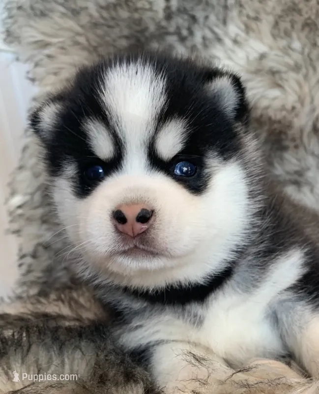 Perfect Blue Eyed SANCHO!