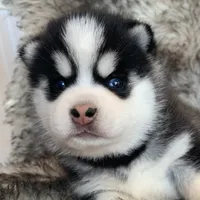 Perfect Blue Eyed SANCHO!, a male Alaskan Klee Kai for sale in Sarcoxie, MO – Photo 1 of 10