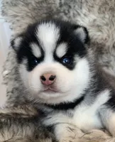 Perfect Blue Eyed SANCHO!, a male Alaskan Klee Kai for sale in Sarcoxie, MO – Photo 1 of 10