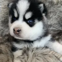 Perfect Blue Eyed SANCHO!, a male Alaskan Klee Kai for sale in Sarcoxie, MO – Photo 8 of 10