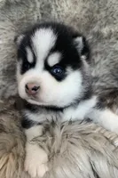 Perfect Blue Eyed SANCHO!, a male Alaskan Klee Kai for sale in Sarcoxie, MO – Photo 8 of 10
