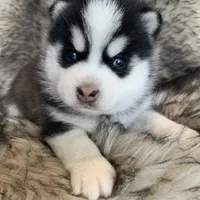 Perfect Blue Eyed SANCHO!, a male Alaskan Klee Kai for sale in Sarcoxie, MO – Photo 5 of 10