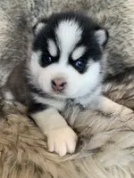 Perfect Blue Eyed SANCHO!, a male Alaskan Klee Kai for sale in Sarcoxie, MO – Photo 5 of 10