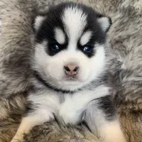 Perfect Blue Eyed SANCHO!, a male Alaskan Klee Kai for sale in Sarcoxie, MO – Photo 2 of 10