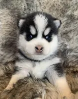 Perfect Blue Eyed SANCHO!, a male Alaskan Klee Kai for sale in Sarcoxie, MO – Photo 2 of 10