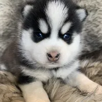 Perfect Blue Eyed SANCHO!, a male Alaskan Klee Kai for sale in Sarcoxie, MO – Photo 7 of 10