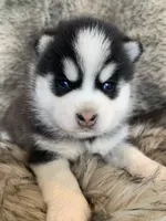 Perfect Blue Eyed SANCHO!, a male Alaskan Klee Kai for sale in Sarcoxie, MO – Photo 7 of 10