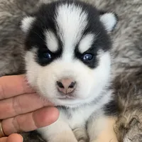 Perfect Blue Eyed SANCHO!, a male Alaskan Klee Kai for sale in Sarcoxie, MO – Photo 9 of 10