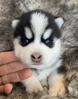 Perfect Blue Eyed SANCHO!, a male Alaskan Klee Kai for sale in Sarcoxie, MO – Photo 9 of 10