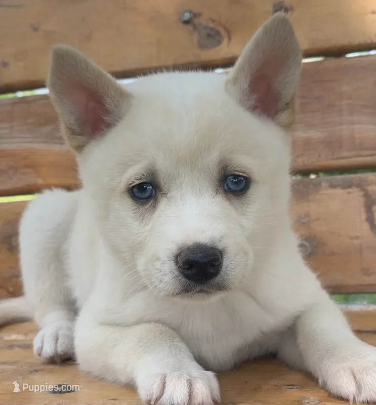 Blue Eyed Little Beau~~!!! – Alaskan Klee Kai puppy for sale in Sarcoxie, MO