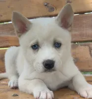 Blue Eyed Little Beau~~!!!, a male Alaskan Klee Kai for sale in Sarcoxie, MO – 1 of 10