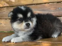 Fun Little Chloe~!!!, a female Alaskan Klee Kai for sale in Sarcoxie, MO – 6 of 10