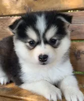 Sweetest Girl~~Charise!, a female Alaskan Klee Kai for sale in Sarcoxie, MO – 5 of 10