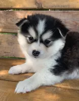 Sweetest Girl~~Charise!, a female Alaskan Klee Kai for sale in Sarcoxie, MO – 6 of 10