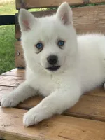 Cute Blue Eyed SnowWhite !, a female Alaskan Klee Kai for sale in Sarcoxie, MO – 6 of 10