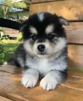 Fun Little Chloe~!!!, a female Alaskan Klee Kai for sale in Sarcoxie, MO – 10 of 10