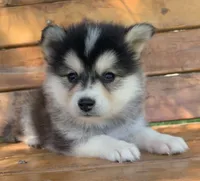 Super Fun~Charlotte!, a female Alaskan Klee Kai for sale in Sarcoxie, MO – 4 of 10