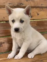 Blue Eyed Little Beau~~!!!, a male Alaskan Klee Kai for sale in Sarcoxie, MO – 5 of 10