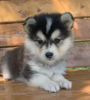 Super Fun~Charlotte!, a female Alaskan Klee Kai for sale in Sarcoxie, MO – 3 of 10