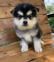 Fun Champ~!, a male Alaskan Klee Kai for sale in Sarcoxie, MO – Photo 7 of 8