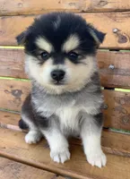 Fun Champ~!, a male Alaskan Klee Kai for sale in Sarcoxie, MO – Photo 3 of 8