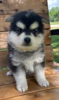 Fun Champ~!, a male Alaskan Klee Kai for sale in Sarcoxie, MO – Photo 4 of 8