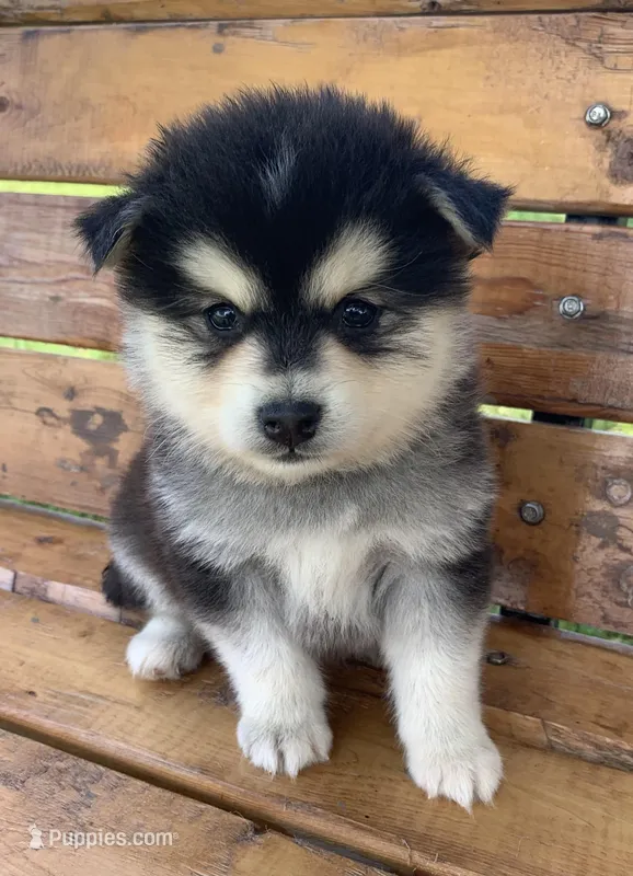 Fun Champ~! – Alaskan Klee Kai puppy for sale in Sarcoxie, MO