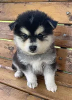 Fun Champ~!, a male Alaskan Klee Kai for sale in Sarcoxie, MO – Photo 1 of 8