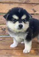 Fun Champ~!, a male Alaskan Klee Kai for sale in Sarcoxie, MO – Photo 2 of 8