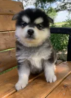 Fun Champ~!, a male Alaskan Klee Kai for sale in Sarcoxie, MO – Photo 5 of 8