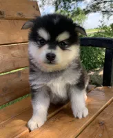 Fun Champ~!, a male Alaskan Klee Kai for sale in Sarcoxie, MO – Photo 6 of 8