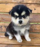 Fun Champ~!, a male Alaskan Klee Kai for sale in Sarcoxie, MO – Photo 8 of 8