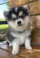 Super Fun~Charlotte!, a female Alaskan Klee Kai for sale in Sarcoxie, MO – 9 of 10