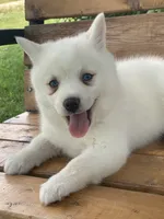 Cute Blue Eyed SnowWhite !, a female Alaskan Klee Kai for sale in Sarcoxie, MO – 5 of 10