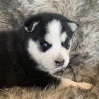 Santiago ~ Beautiful Blue Eyes, a male Alaskan Klee Kai for sale in Sarcoxie, MO – Photo 3 of 10