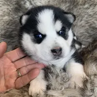Santiago ~ Beautiful Blue Eyes, a male Alaskan Klee Kai for sale in Sarcoxie, MO – Photo 5 of 10