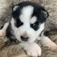 Santiago ~ Beautiful Blue Eyes, a male Alaskan Klee Kai for sale in Sarcoxie, MO – Photo 9 of 10