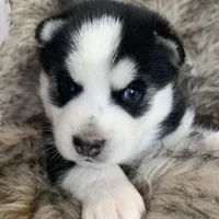 Santiago ~ Beautiful Blue Eyes, a male Alaskan Klee Kai for sale in Sarcoxie, MO – Photo 4 of 10