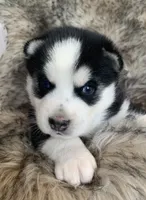 processed/8ea83dac-36b2-4ba8-8653-925064001fad/listing/a0a8bdf2-1199-43a3-a548-c406d1be4f98/6ed98507-828e-406a-a08b-fcb7329591cf