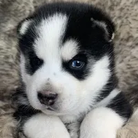 Santiago ~ Beautiful Blue Eyes, a male Alaskan Klee Kai for sale in Sarcoxie, MO – Photo 2 of 10