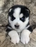 processed/8ea83dac-36b2-4ba8-8653-925064001fad/listing/a0a8bdf2-1199-43a3-a548-c406d1be4f98/81316c40-37aa-4d94-9ad7-497c498d3876