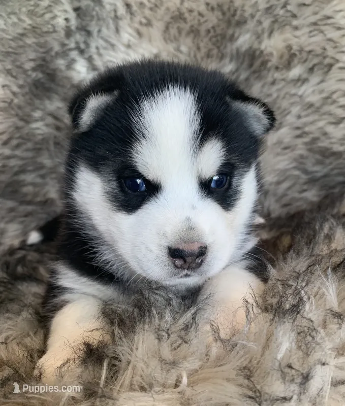 Santiago ~ Beautiful Blue Eyes